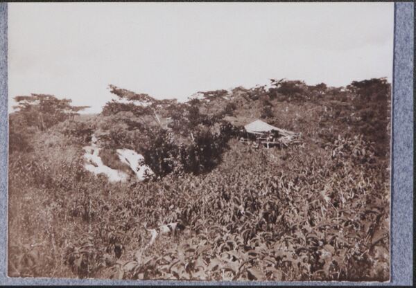 Blackburn Photo Album: Kenya, 1903-1916 Miniaturansicht